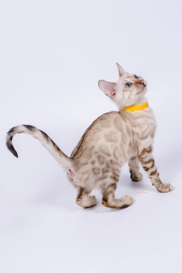 Walter | Bengal Kitten