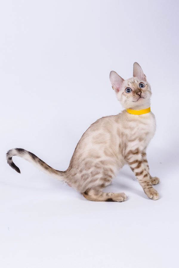 Walter | Bengal Kitten