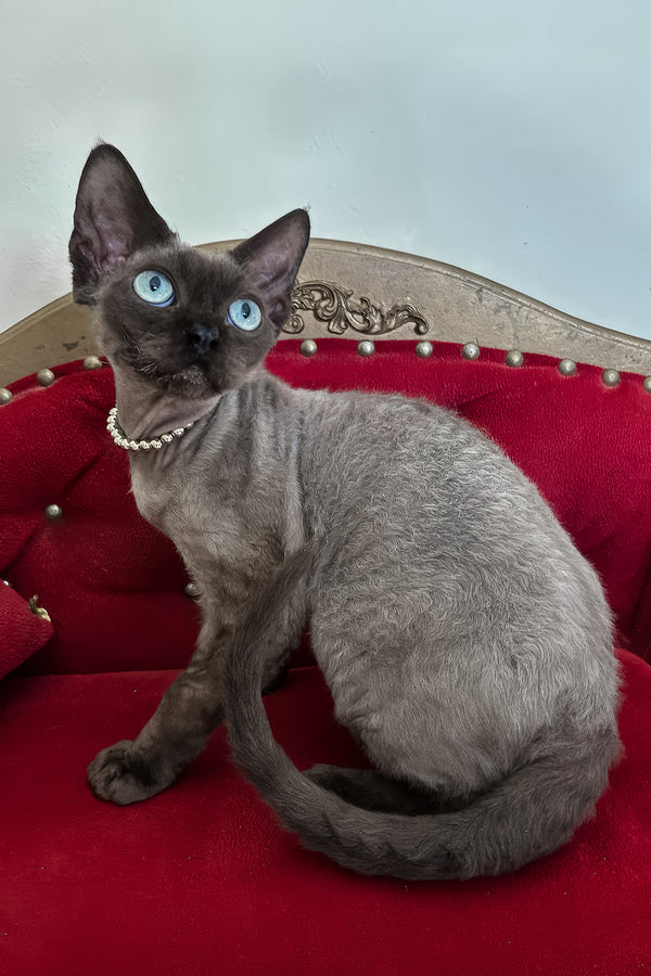 Walter | Devon Rex Kitten