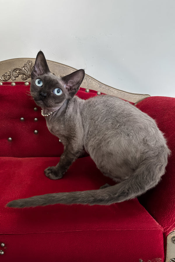 Walter | Devon Rex Kitten