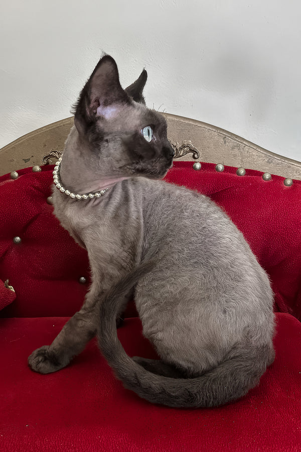 Walter | Devon Rex Kitten