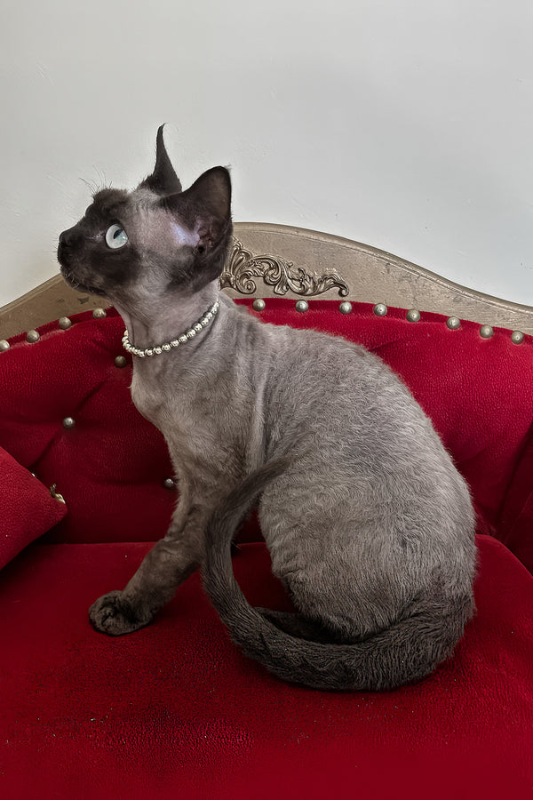 Walter | Devon Rex Kitten
