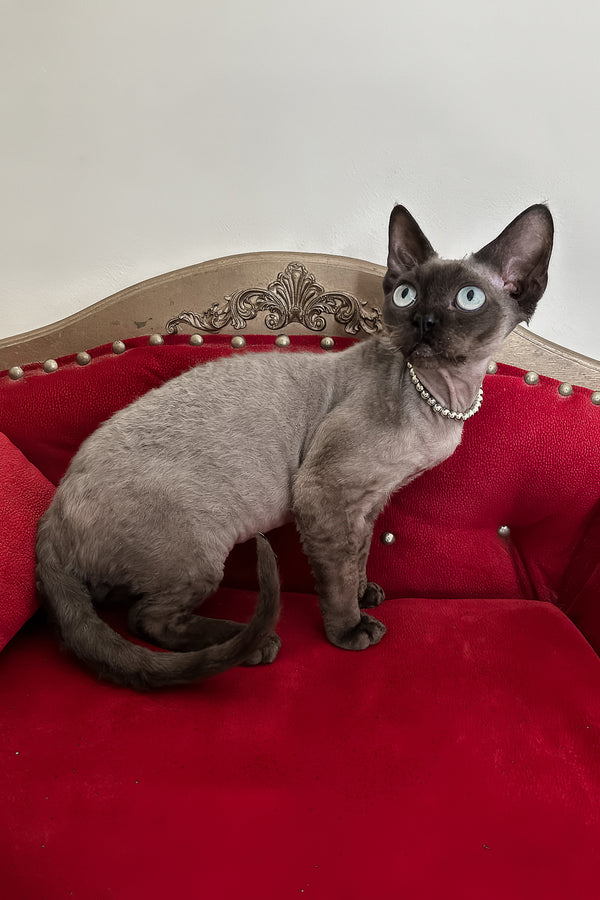Walter | Devon Rex Kitten
