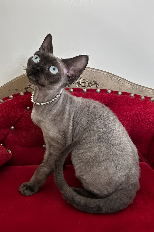 Walter | Devon Rex Kitten