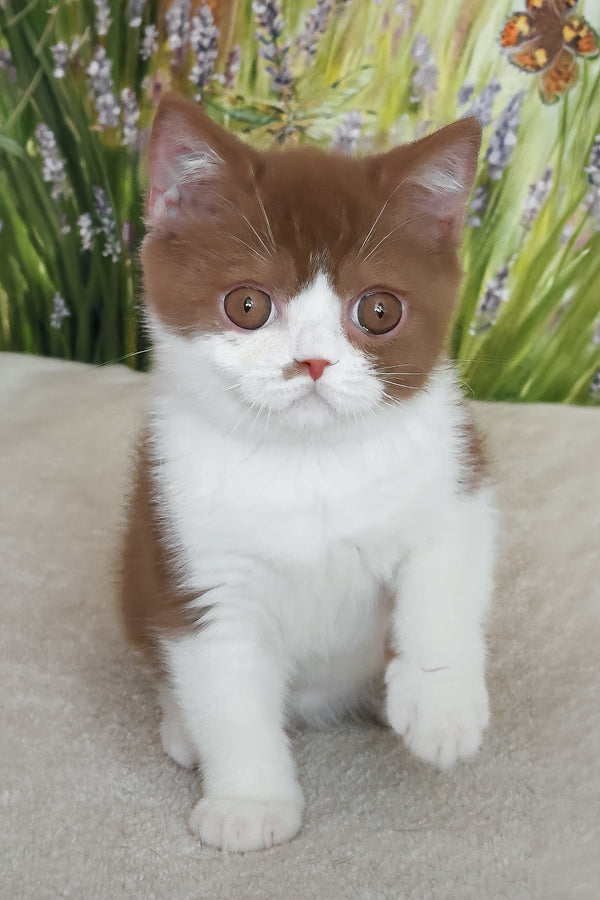 Watson | British Shorthair Kitten