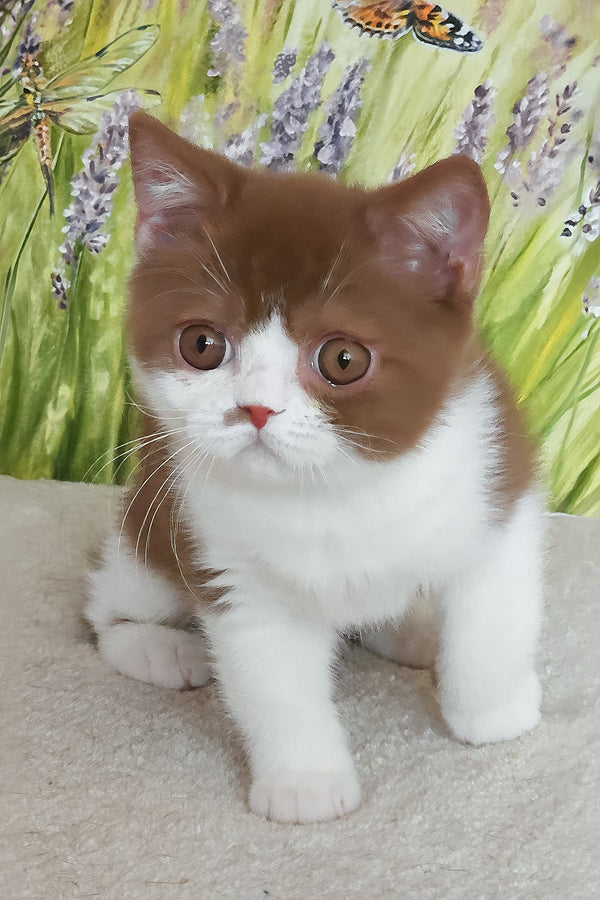 Watson | British Shorthair Kitten