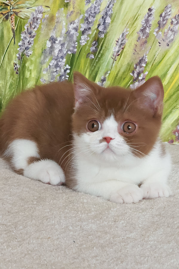 Watson | British Shorthair Kitten