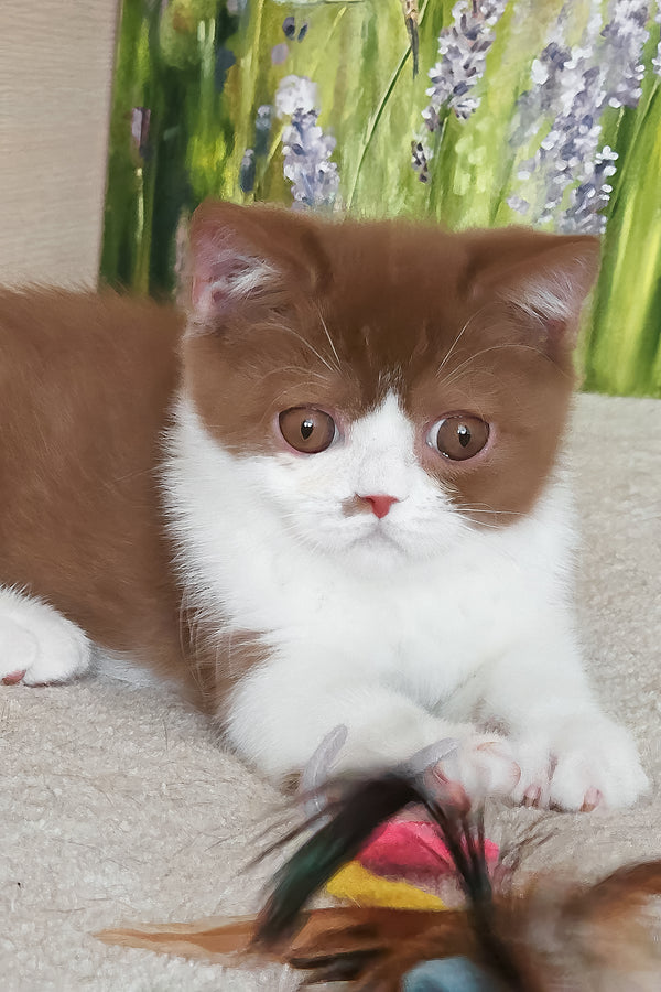 Watson | British Shorthair Kitten