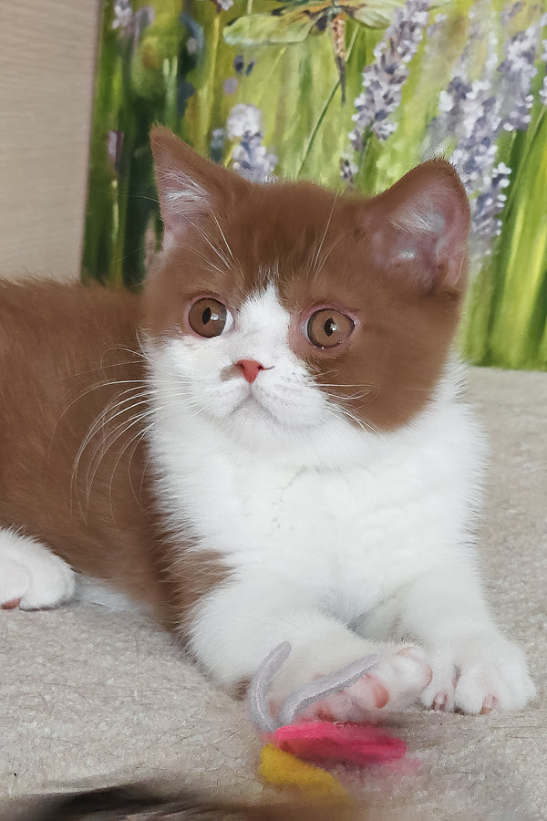 Watson | British Shorthair Kitten