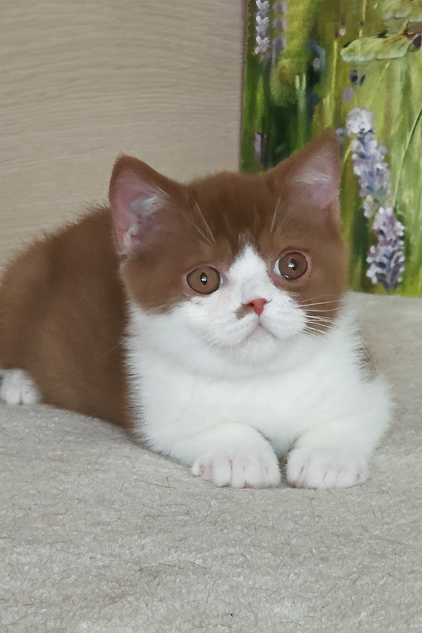 Watson | British Shorthair Kitten