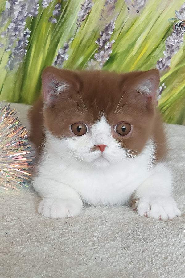 Watson | British Shorthair Kitten
