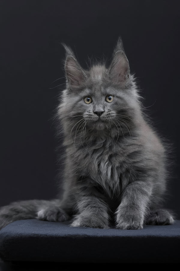 Weyland | Maine Coon Kitten