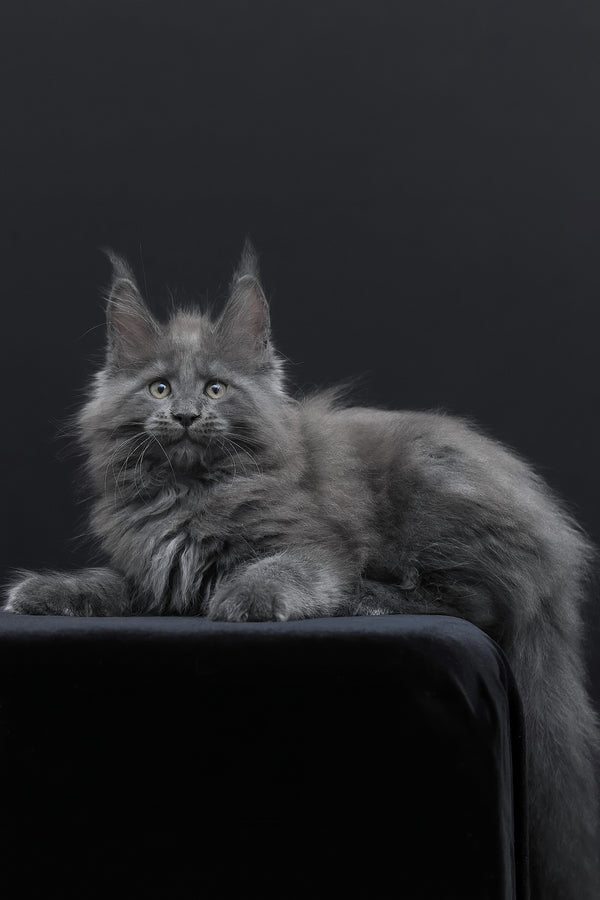Weyland | Maine Coon Kitten