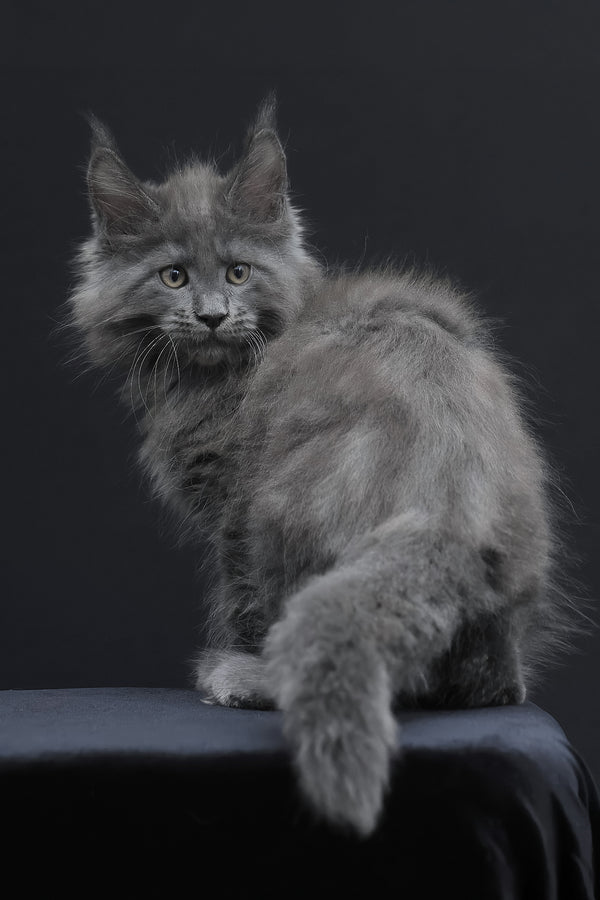 Weyland | Maine Coon Kitten
