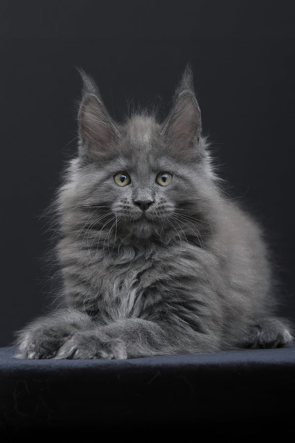 Weyland | Maine Coon Kitten