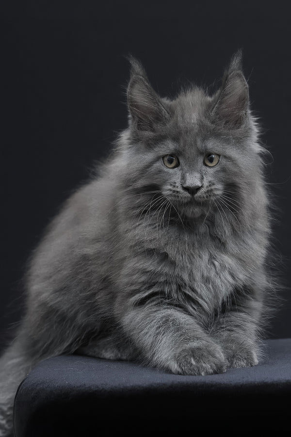 Weyland | Maine Coon Kitten