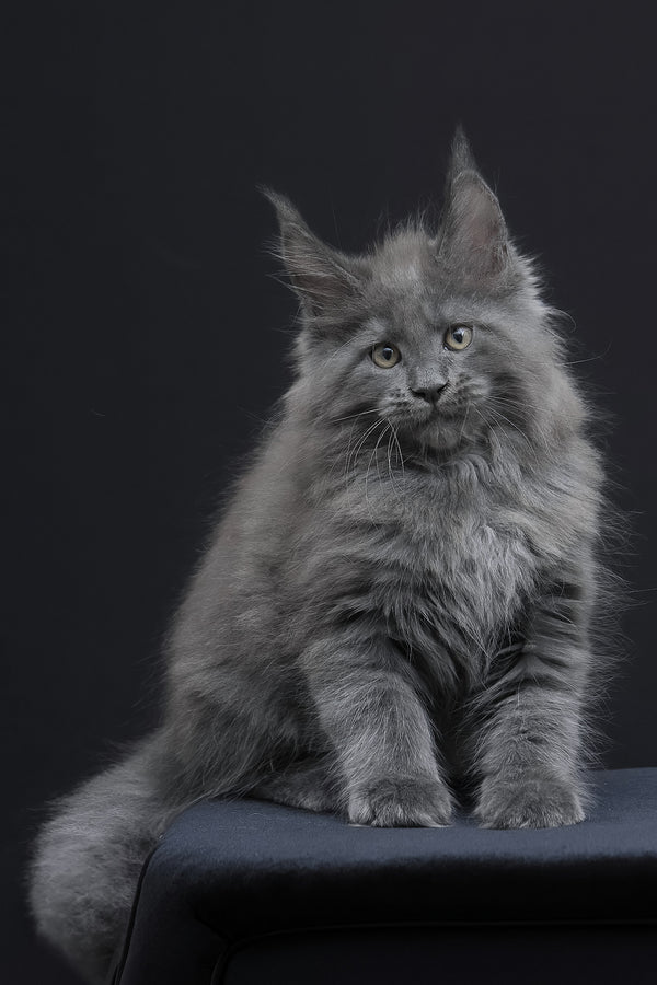 Weyland | Maine Coon Kitten