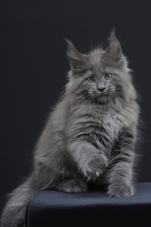 Weyland | Maine Coon Kitten