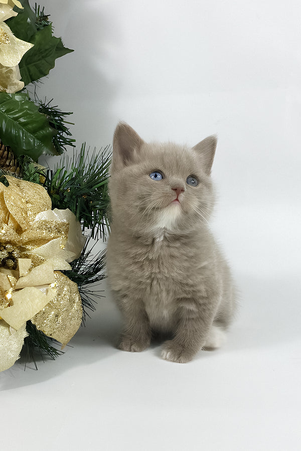 Wiksi | British Shorthair Kitten
