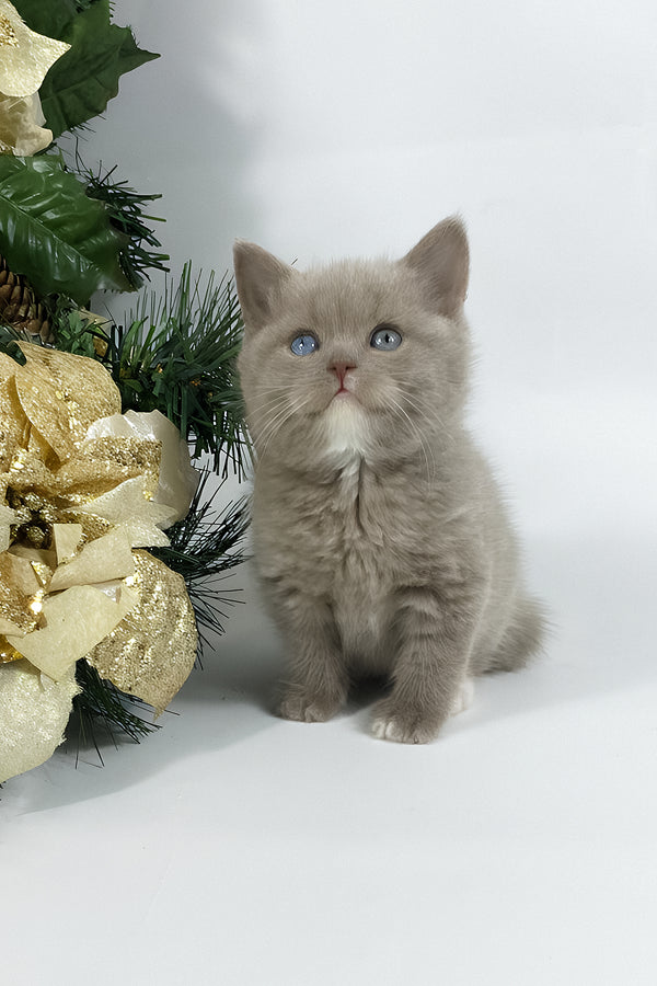 Wiksi | British Shorthair Kitten