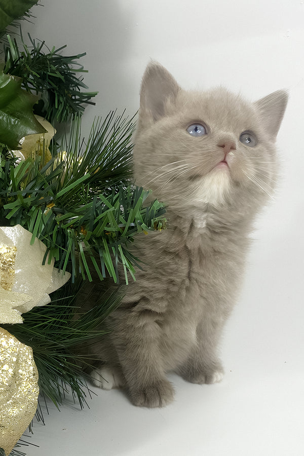 Wiksi | British Shorthair Kitten