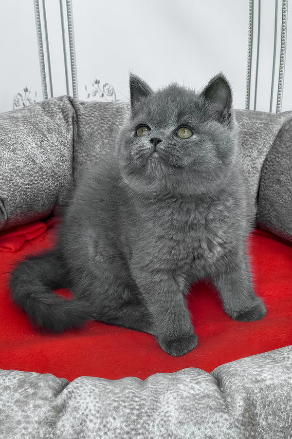 William | British Shorthair Kitten