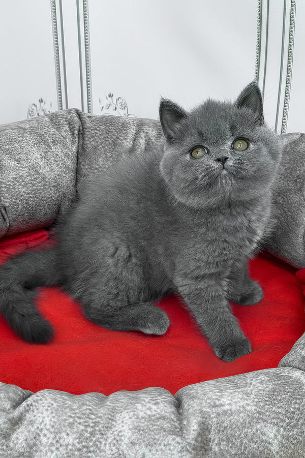 William | British Shorthair Kitten