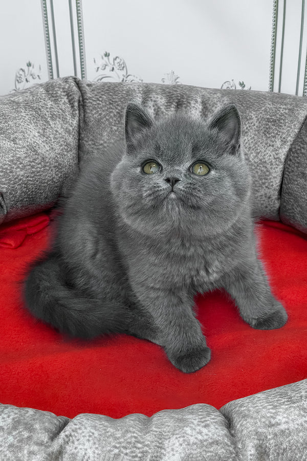 William | British Shorthair Kitten