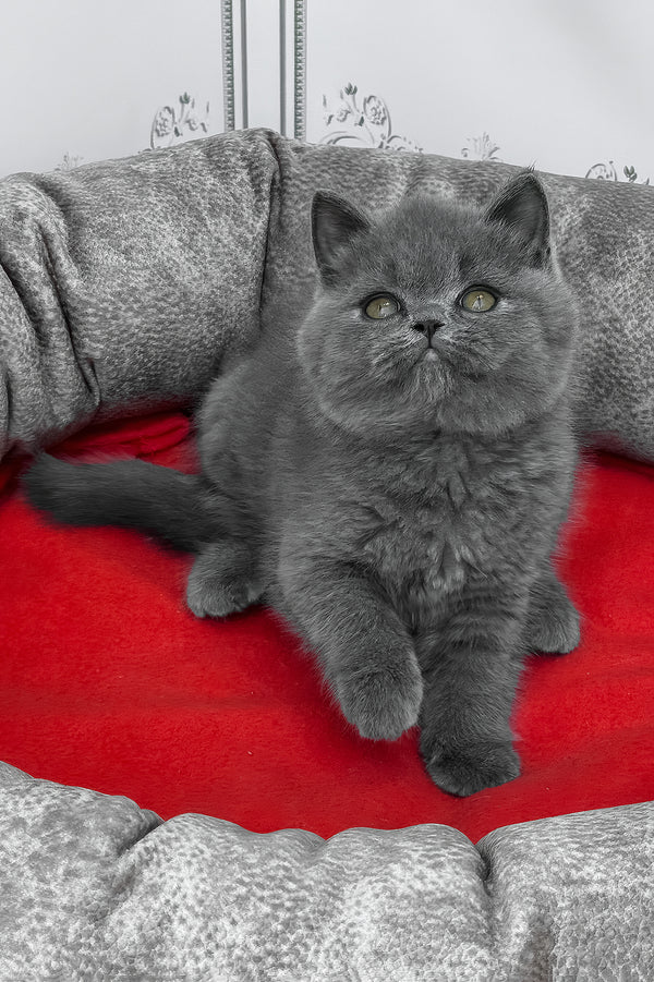 William | British Shorthair Kitten