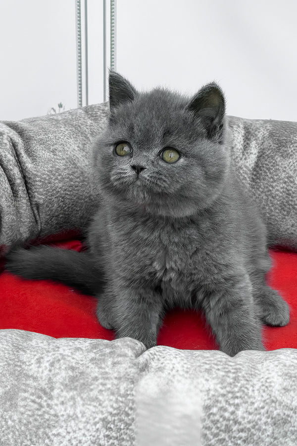 William | British Shorthair Kitten