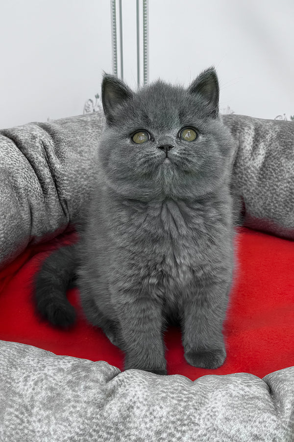William | British Shorthair Kitten