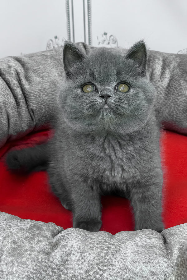 William | British Shorthair Kitten