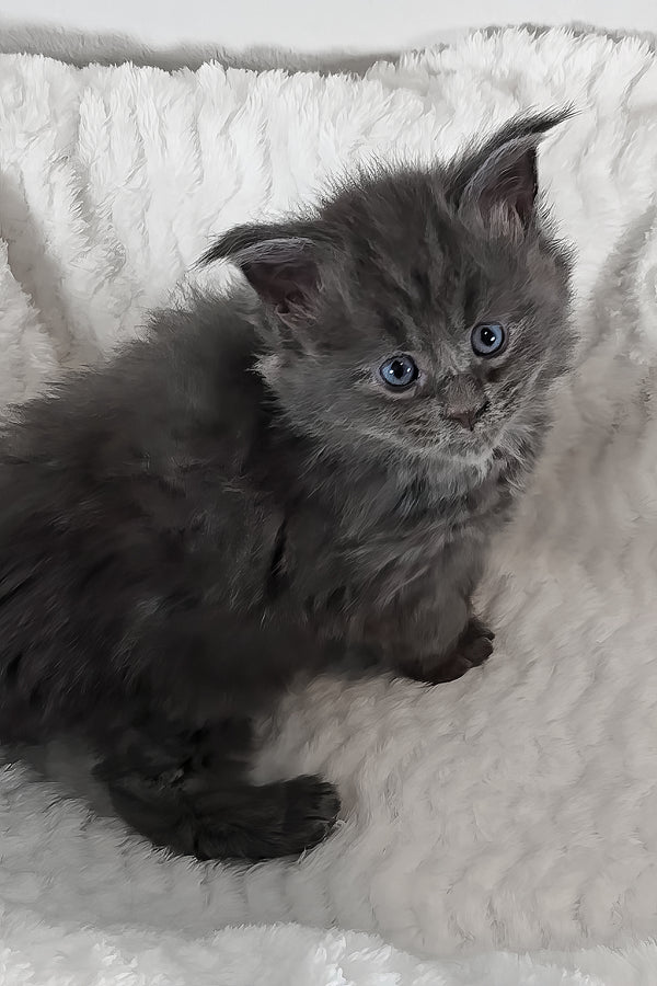 Willow | Polydactyl Maine Coon Kitten