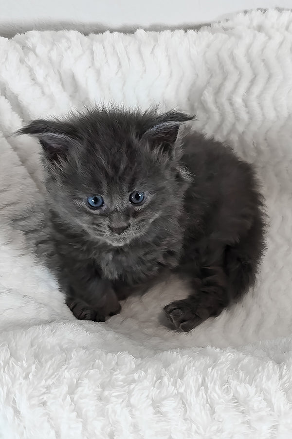 Willow | Polydactyl Maine Coon Kitten