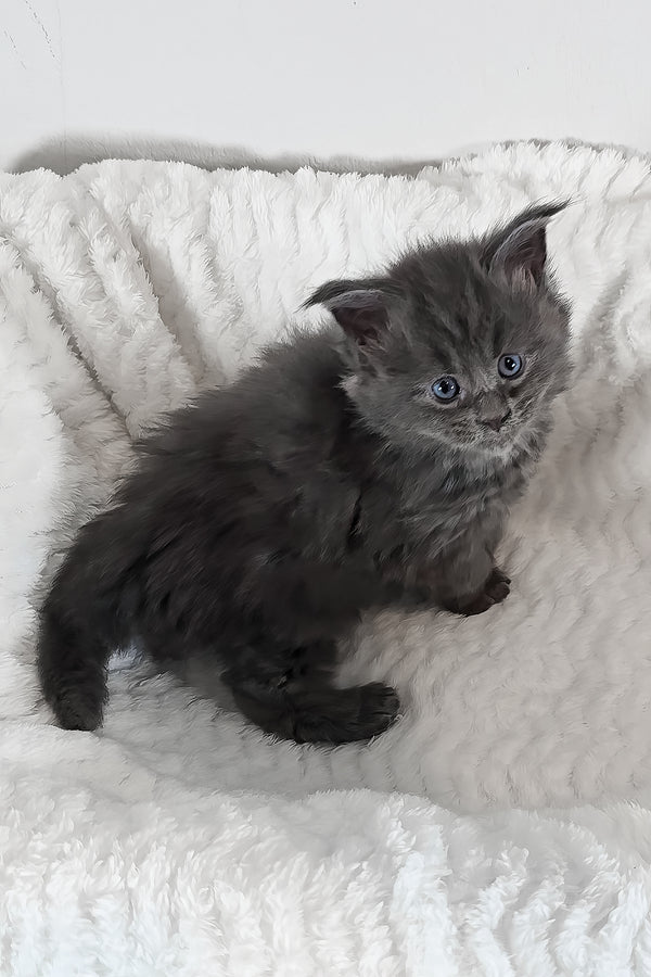 Willow | Polydactyl Maine Coon Kitten