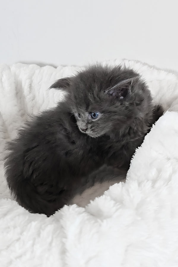 Willow | Polydactyl Maine Coon Kitten