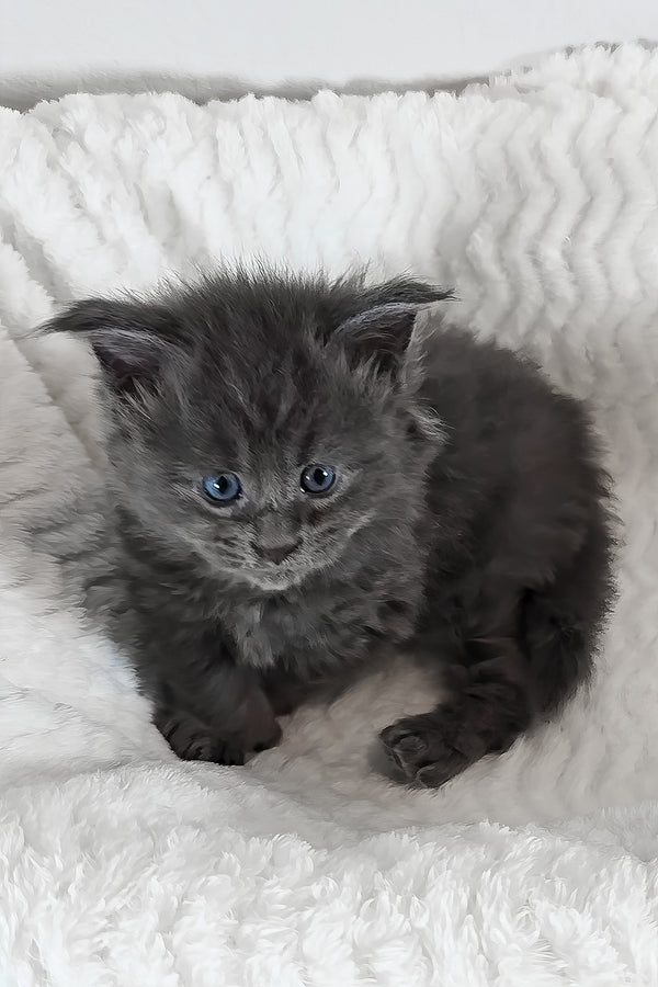 Willow | Polydactyl Maine Coon Kitten