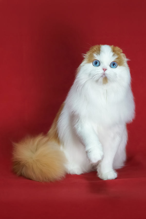 Windy | Scottish Fold Longhair Kitten