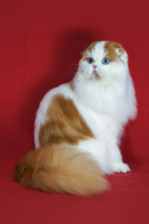 Windy | Scottish Fold Longhair Kitten