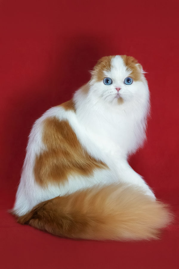 Windy | Scottish Fold Longhair Kitten