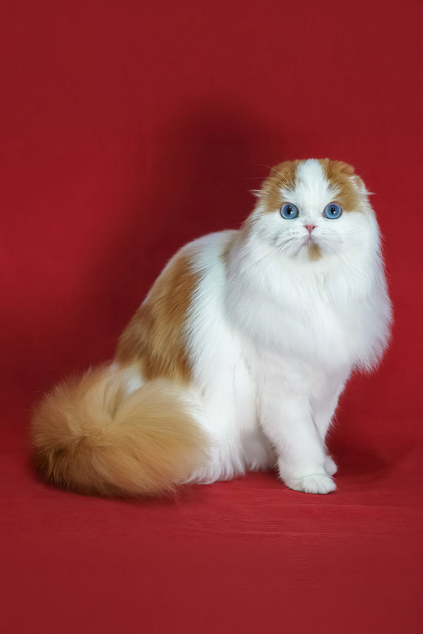 Windy | Scottish Fold Longhair Kitten