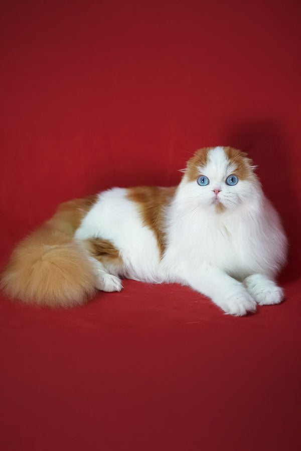 Windy | Scottish Fold Longhair Kitten