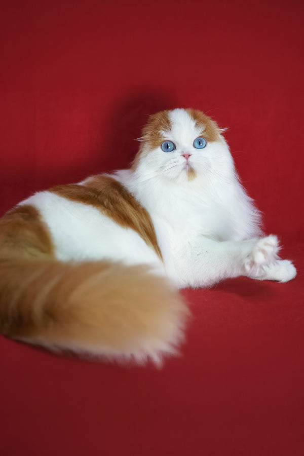 Windy | Scottish Fold Longhair Kitten