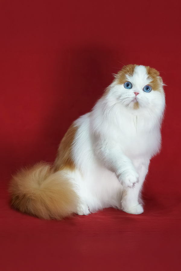Windy | Scottish Fold Longhair Kitten