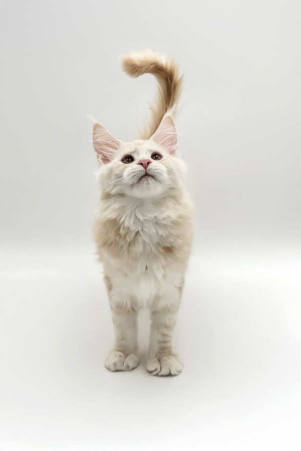 Xanti | Maine Coon Kitten