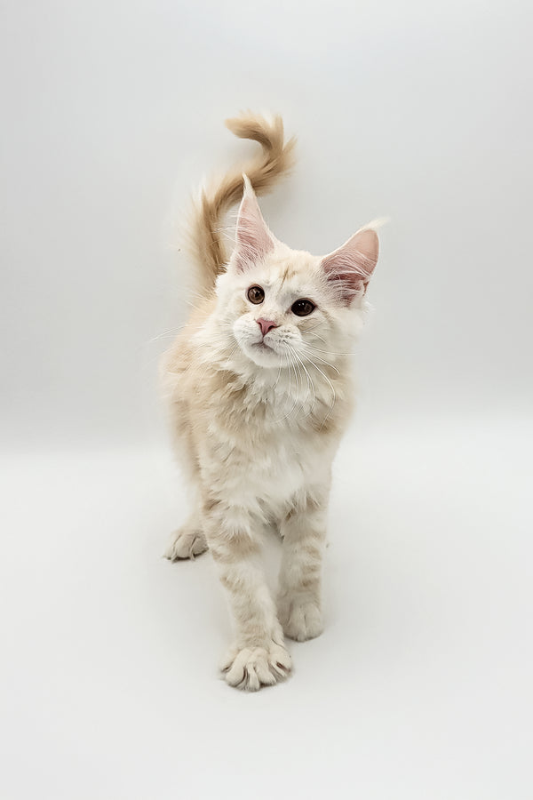 Xanti | Maine Coon Kitten