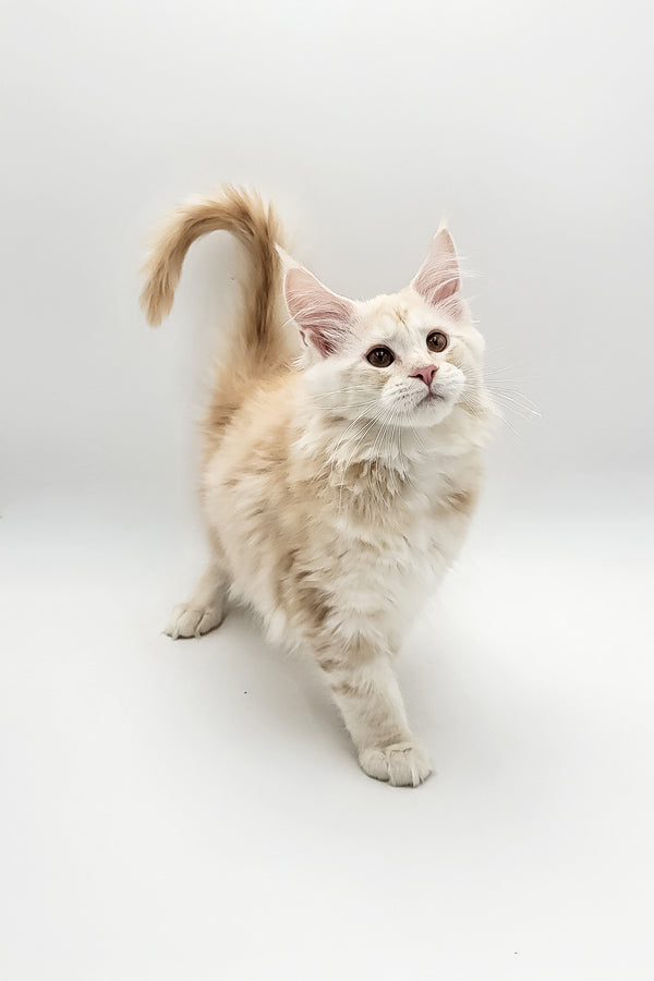 Xanti | Maine Coon Kitten