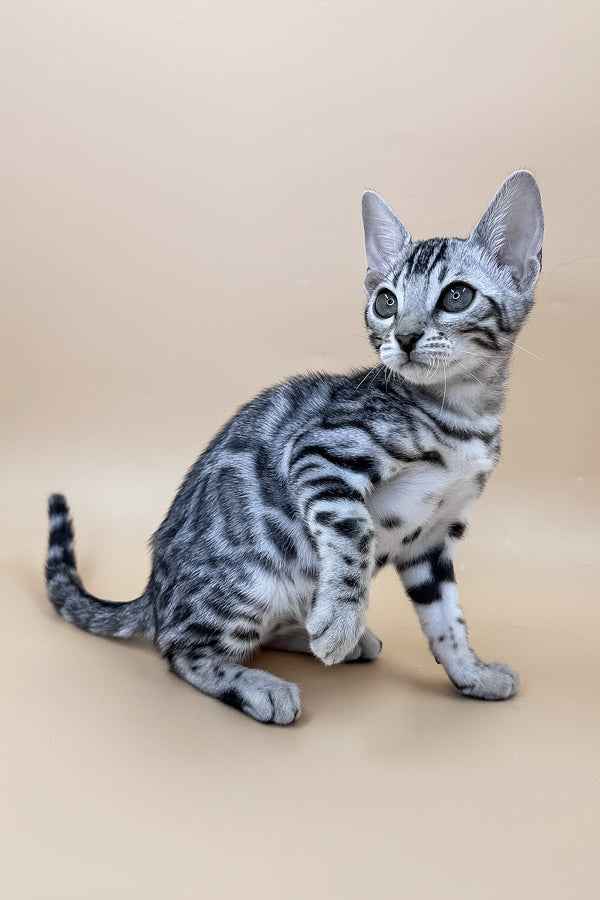 Xavier | Bengal Kitten