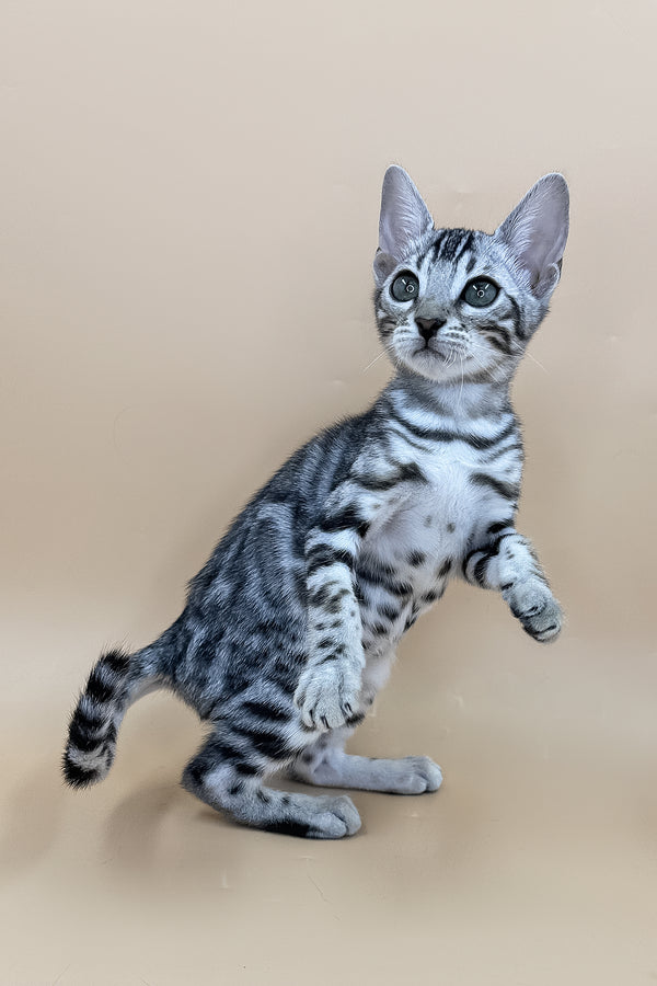 Xavier | Bengal Kitten