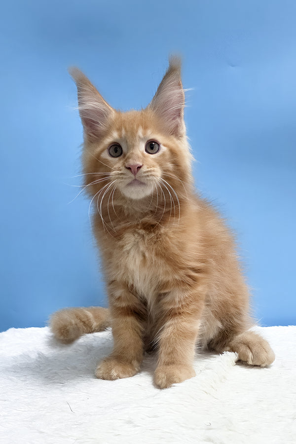 Yacob | Maine Coon Kitten
